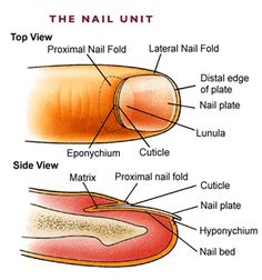 Nail Structure Diagram, Nail Anatomy Diagram, Human Skeleton For Kids, Cosmetology Instructor, Anatomy Diagrams, Project Notebook, Simple Wrapping