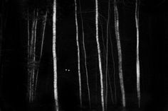 black and white photograph of trees in the woods at night with light shining through them