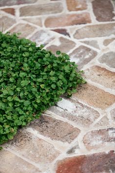 small green plants are growing in the corner of a cobblestone walkway on a sunny day