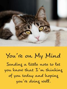 a cat is laying down on the floor next to a card that says, you're on my mind sending a little note to let you know that i'm