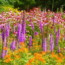 a field full of colorful flowers next to trees