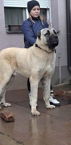 a woman standing next to a large dog on top of a wet ground in front of a building