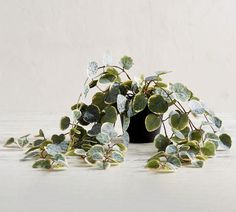 a small potted plant sitting on top of a white table