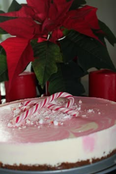 a white cake with candy canes on top and poinsetti in the background