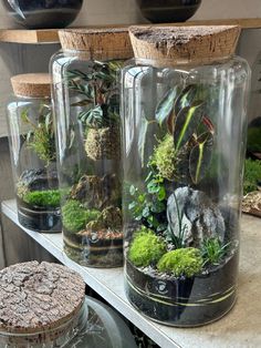 several glass jars filled with plants and rocks