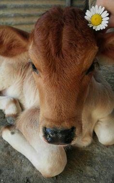 a baby cow is laying down with a flower in its ear and it's head resting on the ground