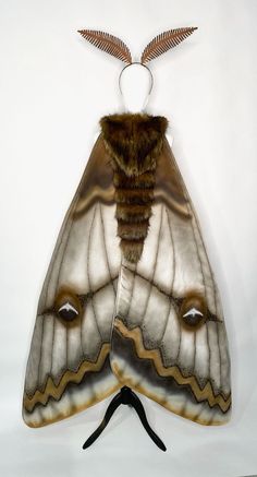 a brown and white moth hanging on a wall