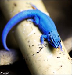 a blue gecko sitting on top of a wooden stick