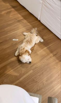 a dog is laying on the floor looking at something