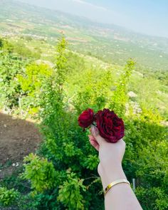 a person holding a flower in their hand on top of a hill overlooking the countryside