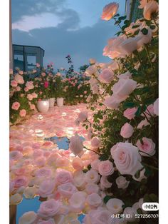 many white and pink roses are on display in a garden with water reflecting off the ground