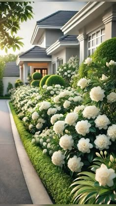 white flowers line the side of a house