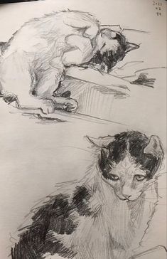 two drawings of cats laying on the ground