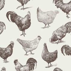 roosters and hens are drawn in pencil on a white background with black ink