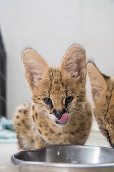 two baby cheetah kittens eating out of a metal bowl on the floor