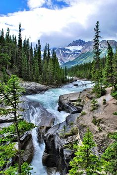 a river flowing through a lush green forest