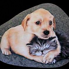 a dog and cat laying on top of a rock