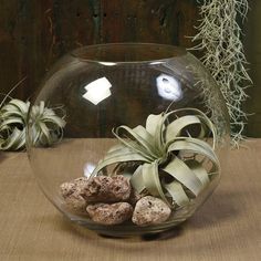 HomArt Glass Sphere Bowl-3 Bowl Decor Ideas, Large Decorative Bowl, Glass Bowl Decor, Bowl Decor, Beautiful Terrariums, Clear Bowls, Glass Sphere, Punch Bowls, Glass Fish