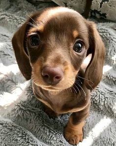 a small brown dog sitting on top of a blanket