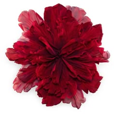 a large red flower on a white background