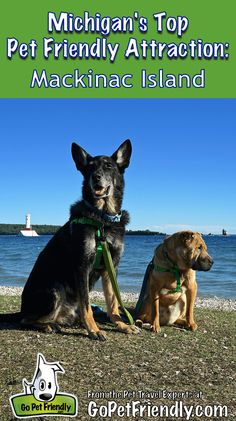 two dogs sitting next to each other in front of the ocean with text michigan's top pet friendly attraction mackinac island