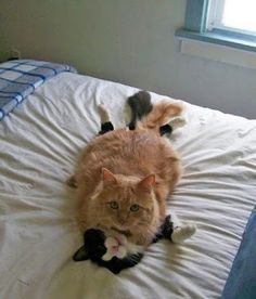 an orange and white cat laying on top of a bed next to a quote from jose valadek