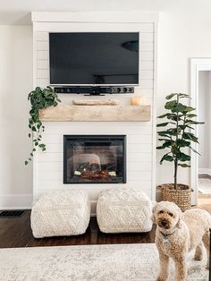 a dog standing in front of a fireplace with a tv above it and plants on either side