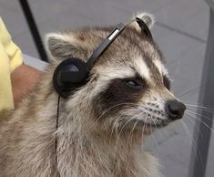 a raccoon with headphones on its ears is being held by a person