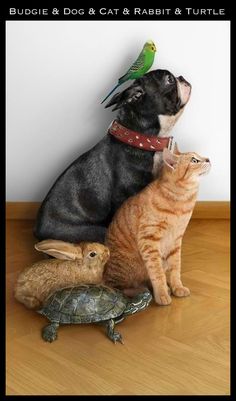 a dog and two cats sitting on top of each other with a bird perched on their head