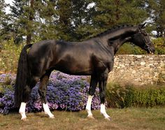 a black horse standing in front of purple flowers