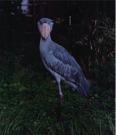 a large bird standing on top of a lush green field