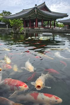 Places To Visit In Japan Ikan Air Tawar, Koi Ponds, Japan Photography, Go To Japan, Aesthetic Japan, Japan Aesthetic, Japan Trip, Dream Travel Destinations