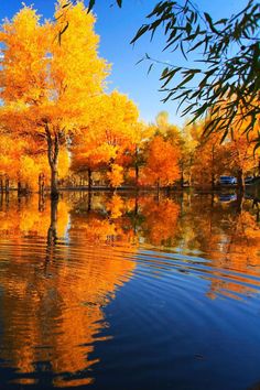 an autumn scene with trees reflecting in the water