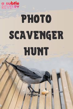 a black and white bird sitting on top of a wooden bench with the words photo scavenger hunt