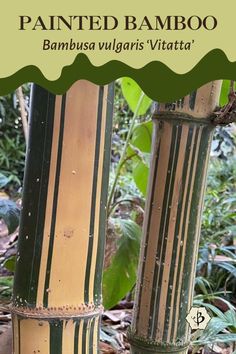 two tall bamboo poles with green and yellow stripes on them in the forest, text overlay reads painted bamboo