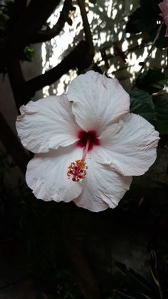 a white flower with red stamen on it