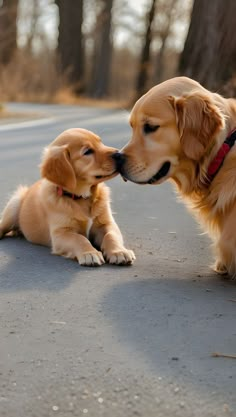 two golden retriever puppies playing with each other on the side of the road