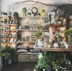 a room filled with lots of plants and potted plants on shelves next to each other