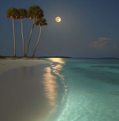 two palm trees are on the beach at night with the moon in the sky above them