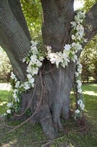 a tree with white flowers growing on it's bark and vines around the trunk