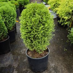 a group of potted plants sitting on top of a cement floor next to each other