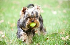 a small dog carrying a tennis ball in its mouth on the grass with it's tongue out