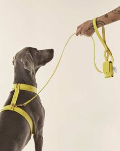 the dog is wearing a yellow harness and has his leash attached to it's neck