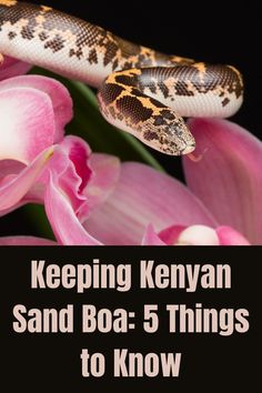 a snake on top of pink flowers with the words keeping kenya sand boa 5 things to know