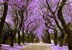 the road is covered in purple flowers and trees