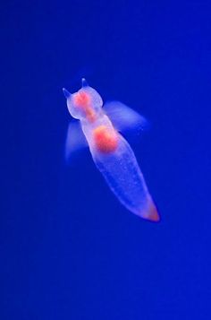 an orange and white jellyfish floating in the blue water with it's tail visible