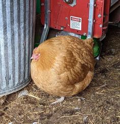 a brown chicken standing next to a metal container on top of dry grass and straw