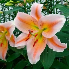 two pink flowers with green leaves in the background