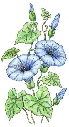 two blue flowers with green leaves on a white background