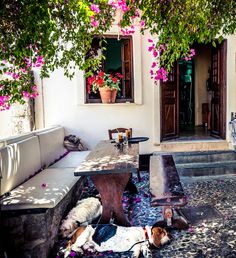 two dogs laying on the ground in front of a building with flowers growing out of it